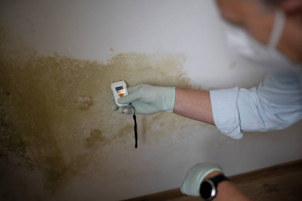 Office Mold Removal Services in Cresco, IA